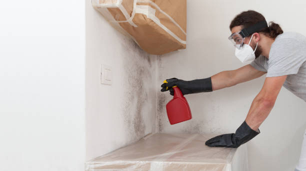 Professional Attic Mold Remediation technician working in Westville, IL