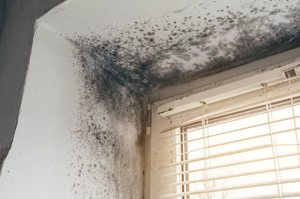 Affordable Attic Mold Remediation solutions in Westville, IL