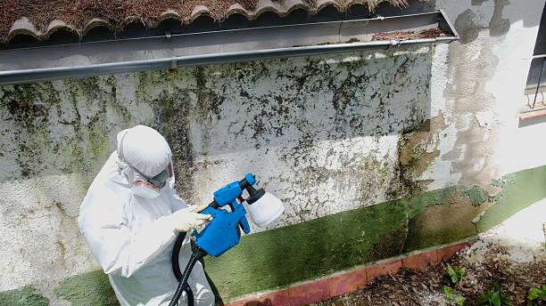 Top rated local Attic Mold Remediation specialists in Westville, IL